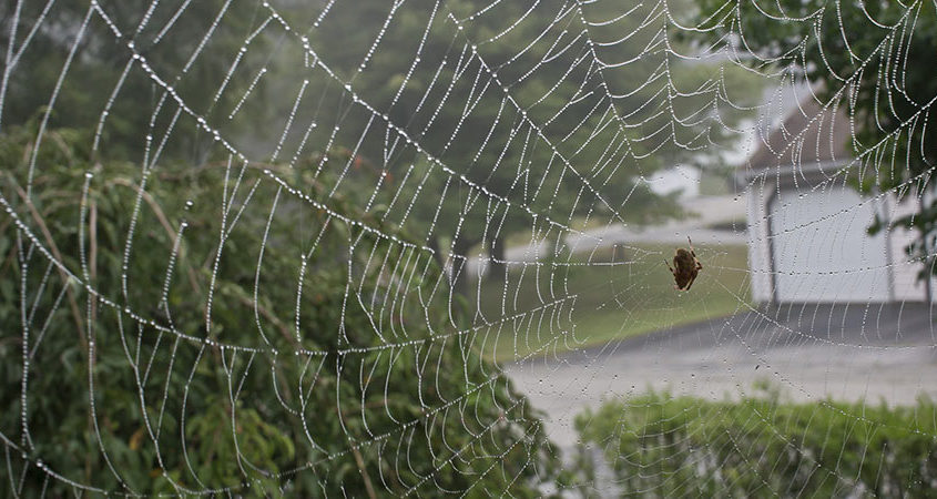 Do Ultrasonic Pest Repellers Work on Spiders?