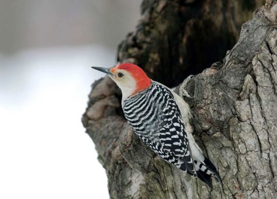 Best Ultrasonic Rodent Repeller Reviews 2020 - Consumer Reports