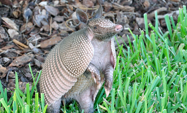 armadillo