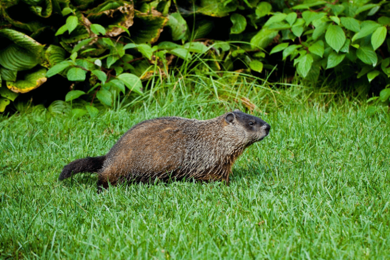 Best Groundhog Repellent Review 2020 - Consumer Guides