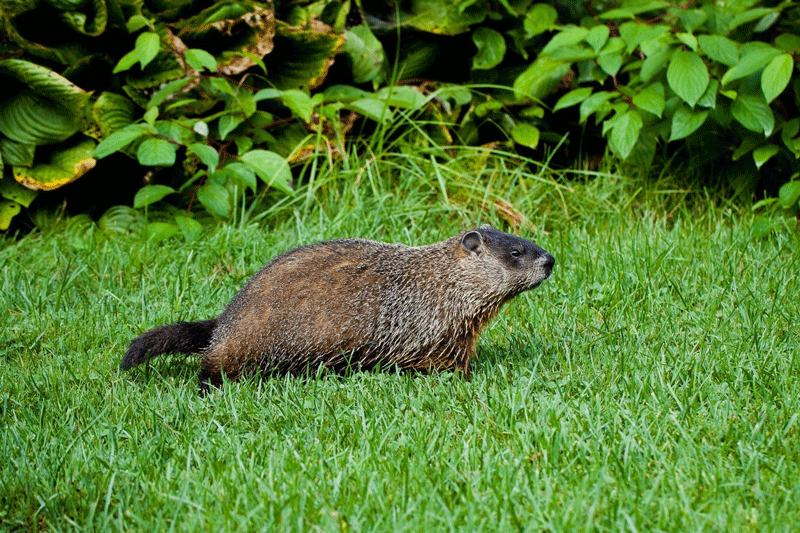 Best Groundhog Repellent Review 2020 Consumer Guides