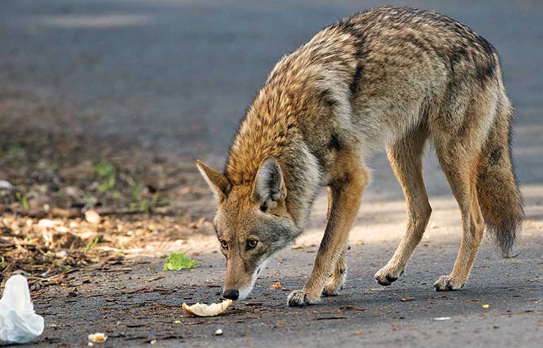 coyote traps