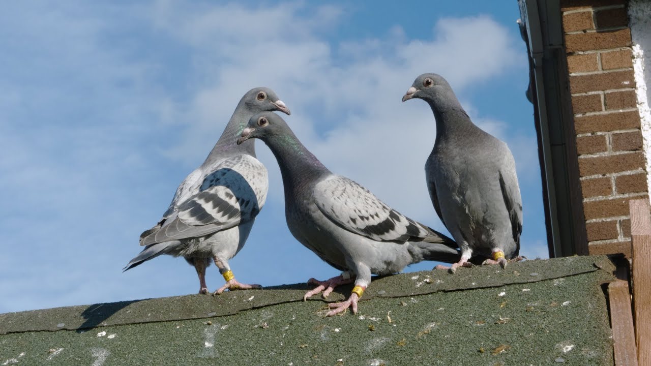 best-pigeon-deterrents-2020-consumer-guides