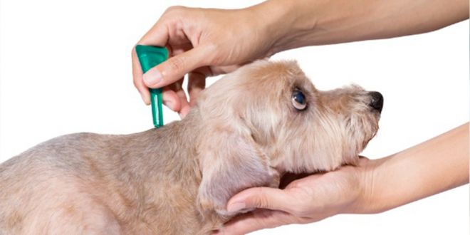 Best Flea Remedies for Dogs 2020 Consumer Guides
